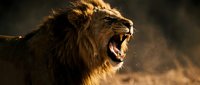 Powerful male lion roaring with open mouth showing teeth and mane in golden sunlight. Wild African predator displaying dominance and strength in natural habitat.
