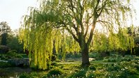 Majestic weeping willow tree with drooping branches in peaceful park setting during golden hour sunlight creating serene natural landscape for relaxation.
