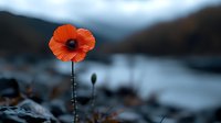 Single red poppy flower blooming against blurred mountain lake landscape background. Nature resilience and solitary beauty concept for wellness designs.