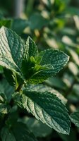 Fresh mint leaves growing in garden with textured surface and natural green foliage background for culinary and herbal medicine applications.