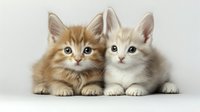 Two adorable kitten siblings, one ginger and one cream colored, lying close together against white background, looking directly at camera with bright eyes.