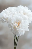 Delicate white carnation flowers with ruffled petals on soft blurred background, macro photography showing fine texture and subtle cream undertones in natural light.