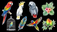 Colorful parrot sticker set isolated on transparent background, featuring macaw, cockatoo, lovebirds, feather, cage, and tropical flowers. Ready for clipart, t-shirt design, print on demand.