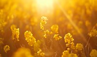 Golden canola flowers blooming in warm sunlight with soft bokeh background creating dreamy agricultural landscape for spring farming concepts.