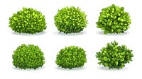 Green round garden bushes with lush foliage isolated on white background. Decorative shrubs for landscape design and garden architecture elements.
