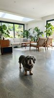 Modern living room interior with dachshund dog on hardwood floors featuring mid-century furniture, houseplants and natural light from skylights.
