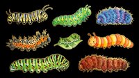 Caterpillar larvae isolated on transparent background, ready for clipart, t-shirt design, stickers, print-on-demand products and sublimation projects.