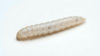 Pale segmented larva or grub specimen isolated on white background, suitable for educational, scientific, and entomological reference materials.