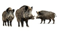 Wild boars standing on white background, group of three adult forest pigs with brown fur and tusks isolated for nature and wildlife design projects.