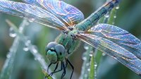 Close-up macro shot of dragonfly with iridescent wings covered in morning dew drops on green foliage. Nature photography showcasing insect details and water droplets.