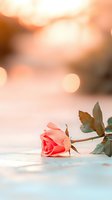 Single coral rose lying on reflective surface with soft bokeh background in warm peach tones creates romantic atmosphere for greeting cards and valentines.