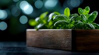 Fresh mint leaves in wooden box against dark background with bokeh lights, macro photography with selective focus and water drops on herbs.