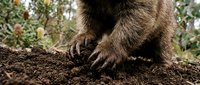 Brown bear paws digging in rich dark soil with claws extended, natural wildlife behavior in forest environment for nature and animal content.