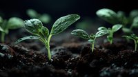 Young green seedlings emerging from rich dark soil with water droplets on leaves, symbolizing growth and new beginnings in agriculture.