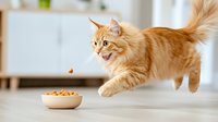 Playful ginger Maine Coon cat jumping towards food bowl in bright interior setting, showcasing feline behavior and feeding time moment with floating kibble.