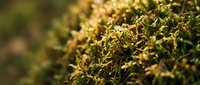 Close-up of vibrant moss growth with golden-green tones and soft bokeh background, suitable for nature, botanical, and environmental design projects.