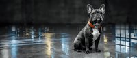French bulldog with brindle coat and white chest markings sitting on wet urban pavement at night, reflecting city lights, wearing orange collar for pet portraits and animal photography.