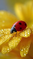 Ladybug resting on dewy yellow flower petal, macro photography showing water droplets and vibrant red insect against soft golden background.