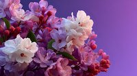 Blooming lilac flowers in pink and white colors against purple gradient background for spring decoration and floral design projects.