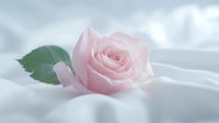 Delicate pink rose with green leaf lying on soft white fabric, creating romantic and dreamy atmosphere with gentle natural lighting and shallow depth of field.