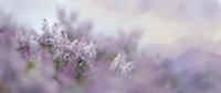 Soft purple lilac flowers blooming in dreamy spring garden with blurred bokeh background creating romantic pastel atmosphere for nature photography.
