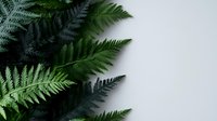 Fresh green fern leaves arranged on white background creating natural botanical frame with copy space for text and design projects.