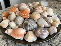 Collection of natural seashells in various sizes and colors from white to orange and brown arranged on dark plate, displayed on granite countertop surface.
