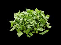 Chopped fresh arugula leaves isolated on transparent background, ready for culinary design, food packaging, recipe graphics, restaurant menus, cooking blogs, and print-on-demand products.