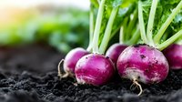Fresh purple radishes with green tops lying on dark soil, macro photography showing vibrant colors and natural texture in garden setting. Organic farming concept.