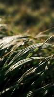 Frost-covered ornamental grass blades with morning dew and sunlight creating a natural, seasonal garden scene for landscaping and nature projects.