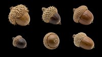 Six acorn varieties isolated on transparent background, showcasing different caps and sizes, ready for fall clipart, stickers, t-shirt design, and print on demand use.