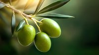 Fresh green olives growing on olive tree branch with sunlight, close up view with soft bokeh background and natural morning dew drops.