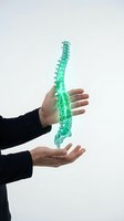 Hands holding transparent green spine model showing vertebrae and spinal column for medical education and healthcare concepts on white background.