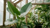 Lush tropical plants with large green leaves growing inside bright wooden greenhouse with natural sunlight streaming through glass panels.