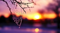 Delicate spider web with dewdrops hanging from tree branch at golden hour sunset with purple and orange sky creating magical nature scene.