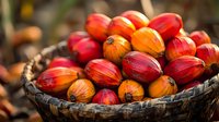 Fresh red and orange palm oil fruits harvested in woven basket, close up view showing vibrant colors and natural texture of raw palm kernels.