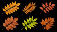 Autumn rowan leaves set isolated on transparent background, ready for t-shirt design, stickers, clipart, sublimation, and print on demand projects.