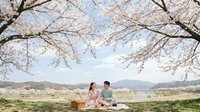 Young Asian couple enjoying romantic picnic under blooming cherry blossom trees in spring countryside with mountain landscape background for lifestyle content.
