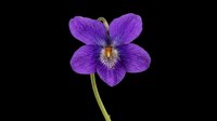 Vibrant purple pansy flower with delicate petals and yellow center, isolated on transparent background. Ready for t-shirt designs, clipart, stickers, sublimation, and print-on-demand projects.