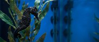 Black seahorse swimming among green seaweed in deep blue ocean water. Marine life underwater scene for aquarium and nature photography projects.