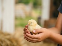 Young child with medium skin tone holding a fluffy yellow chick in cupped hands outdoors. Suitable for agriculture, farming education, animal care, and childhood learning content.