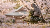 Monkey sitting on moss-covered stone lantern during cherry blossom season with pink petals falling and traditional architecture in background.