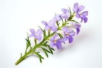 Delicate purple wildflowers on green stem isolated on white background, fresh spring botanical element for nature-inspired designs and floral arrangements.