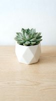 Green succulent plant in modern white geometric planter on wooden surface against neutral background for home decor and interior design projects.