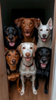 Six happy dogs of different breeds crowded together in doorway looking at camera with tongues out and excited expressions for pet care advertising.