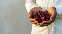 Man with dark skin tone holding fresh red hibiscus flowers in cupped hands, wearing light cream colored shirt. Suitable for wellness, natural beauty, botanical, and lifestyle content.