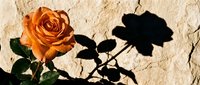 Orange rose with dramatic shadow cast on textured cream wall surface creating artistic contrast between light and dark elements in natural sunlight.