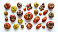 Assorted heirloom tomatoes in various sizes and colors arranged on white background. Fresh produce for cooking, gardening, farmers market, recipe development, and food styling projects.
