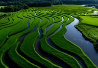Aerial view of lush green rice paddies with winding water channels creating natural curved patterns across agricultural landscape.