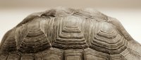 Close-up view of tortoise shell showing detailed hexagonal scute patterns and natural texture ridges on neutral background for educational content.